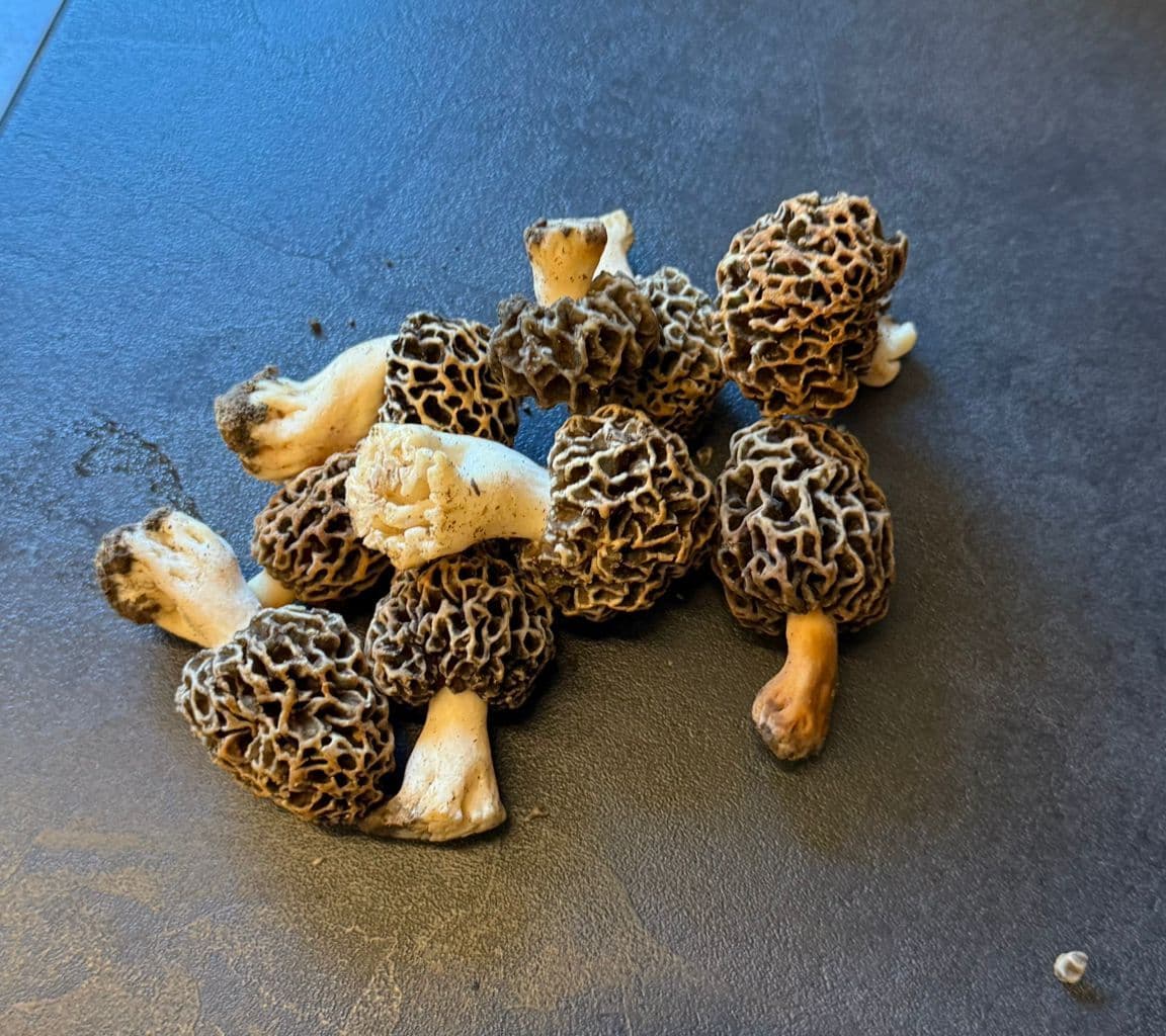 Morchelfund in Burkheim – unsere Leidenschaft für die Natur – Bild 2